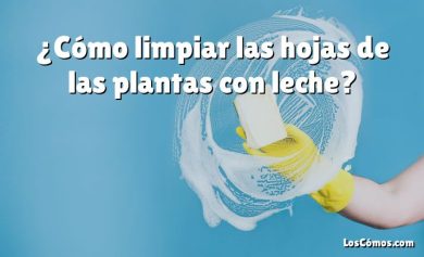 ¿Cómo limpiar las hojas de las plantas con leche?