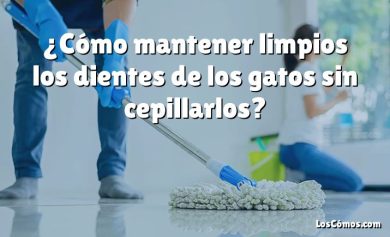 ¿Cómo mantener limpios los dientes de los gatos sin cepillarlos?